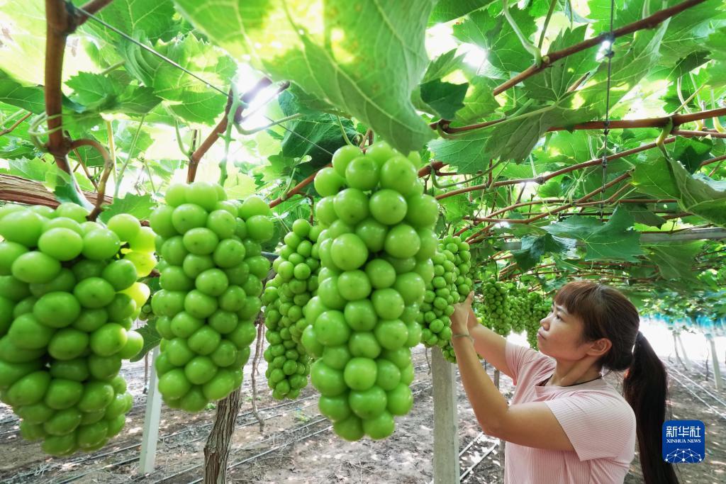 申请送彩金id不限制